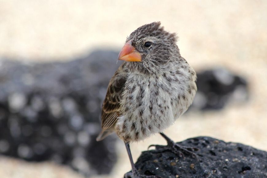darwin's finch galapagos islands.