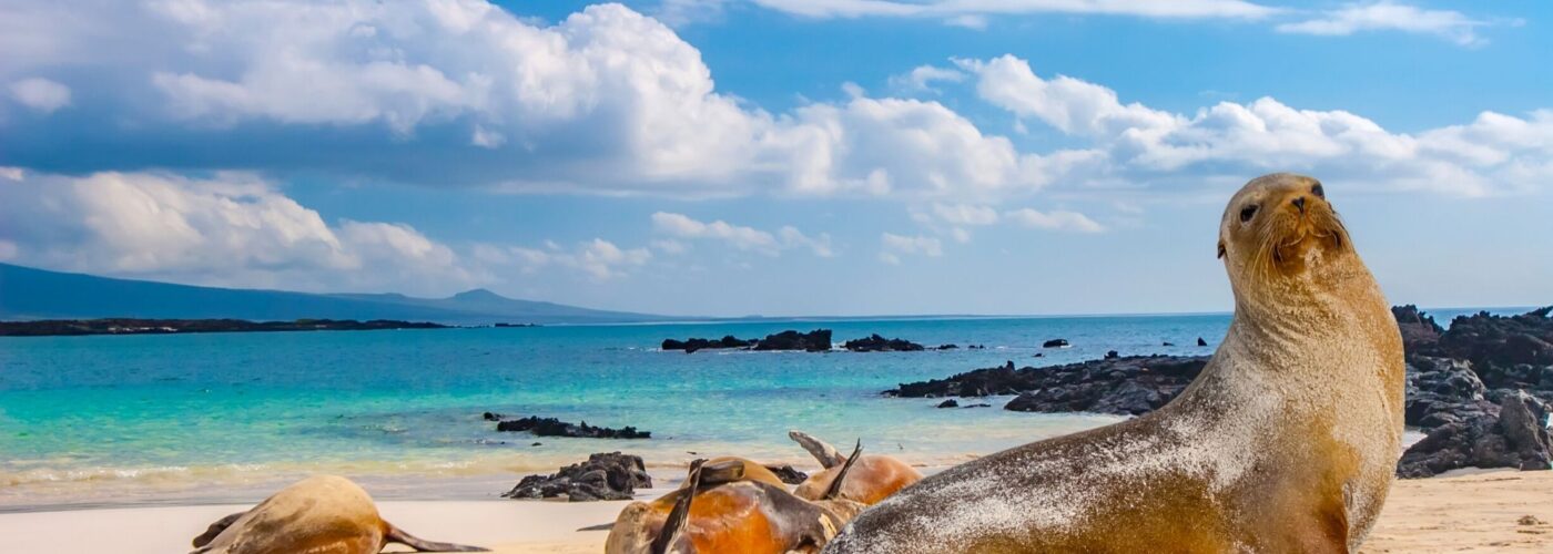 ecuador galapagos islands seal.